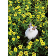 [Taipei City Stray Cat Protection Association] < God Costco Peanuts > Single-Layer L Clip/Yellow Flo