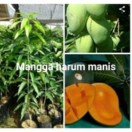 pokok mangga harum manis baka perlis