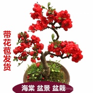 clearance sale[With flower buds]Begonia Flower Potted Plant Begonia Tree Seedlings Multicolor Four S