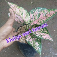 tanaman hias aglaonema pink ruby/aglonema pink ruby/aglaonema ruby