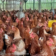 Ayam Merah - Ayam Petelur Afkir - Ayam Afkir - Ayam Telur Afkir -Greta
