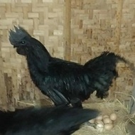 ayam cemani lidah abu