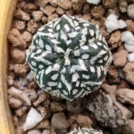 Asterias v type astrophytum seedling 1.3 cm