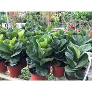 Ready Stock🔥Real Live Plant Ficus Lyrata/Fiddle Leaf Fig