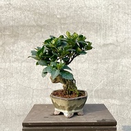 小品盆栽-日本達摩梔子花 付石盆景