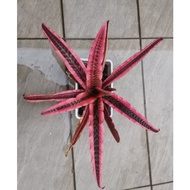 bromeliad cryptanthus Elaine