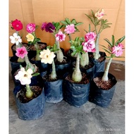 BERBUNGA Tanaman Hias Bunga Adenium Tumpuk - Bunga Kamboja Jepang Warna Warni Cantik Terlaris