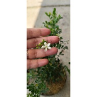 Kemuning Micro (Murraya paniculata) - Miniature Bonsai with Fragrant Blooms