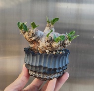 惠比須笑 塊根植物