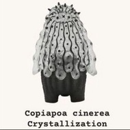 羅本製所 Robin Ceramic Studio 黑王丸 Copiapoa Cinerea（水晶版本 Crystallization）