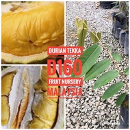 Anak pokok durian Tekka D160 S size-Fruit Nursery Malaysia