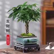 Braids Fortune Tree Small Potted Plant Living Room Indoor Green Plant Office Desktop Evergreen Four 