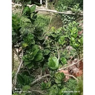 500g natural fresh grapefruit leaves, 500g natural fresh grapefruit peel