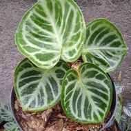 Anthurium Doyaraki well rooted 6 months