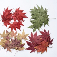 12 Stems/Pack Red Maple Leaf Dried Pressed Flowers, Plant Specimen for Teaching, DIY Resin Phone Cas