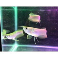 [[murah]] ikan arwana silver baby / arwana silver brazil