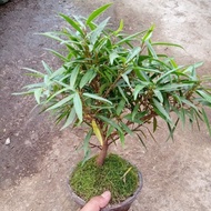bonsai bahan bibitan beringin atau ficus california tagywo 1143in