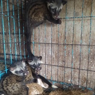 Musang Pandan Ekor Putih/Ekput