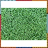 ขายส่ง เมล็ดหญ้านวลน้อย Manila Grass Temple Grass หญ้าปูสนาม สนามหญ้า หญ้าญี่ปุ่น พืชตระกูลหญ้า เมล็ดพันธ์หญ้า 1 ออนซ์ ยอดขายดีอันดับหนึ่ง