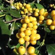 Kopi yellow cantura ijen raung bondowoso