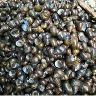 Tutut/Keong Sawah 1 kg