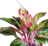 tanaman hias  aglonema lipstik merah