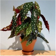 Begonia Maculata (Big Dot)