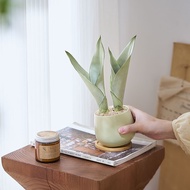 Baiyuhu Pilan Absorb Formaldehyde Purify Air Office Indoor Living Room Bedroom Green Plant Flower Po