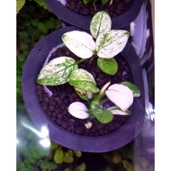 Anubias_panda_per 10 pcs original Stock Limited Stock