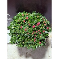 SPICY AND BEAUTIFUL Vip Azalea Flower Pot Type A Large Round Canopy Chi Chit Bud GIA RE DA BAT HOA T