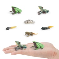 [Simhoa21] Life Cycle of Frog Toys Teaching Aids Realistic Animal Growth Cycle Figures