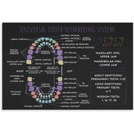 Universal Tooth Numbering System Poster Dental Office Decor Canvas Painting Wall Art 12x08inch(30x20