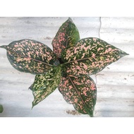 *RARE* AGLAONEMA PINK DALMATIAN 6 INCH POT