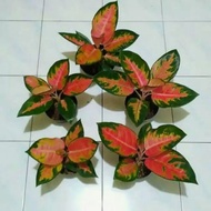 bunga aglonema red kocin murah