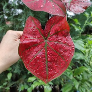 CALADIUM RED SUN (M size)