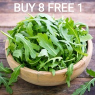 40 Biji Benih Arugula | Garden Rocket Leaf Seeds.