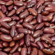 20 เมล็ด ถั่วแดงหลวง Red Kidney Bean Seeds