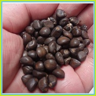 ☃ ☼    cobra vine (15 seeds) buy 2 get 1free