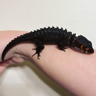 crocodile skink red eye COCOPEAT GRATIS