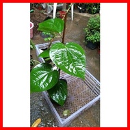 ♕ ❐ ▥ Paminta Indian Variety/Black Peppercorn Seedlings well established
