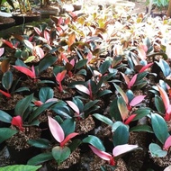 Tanaman Hias Philodendron Pink Congo Sudah Ada Daun PINKnya