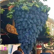 Ready Straw Jufeng Grape Seed Potted Fruit Tree Seed Golden Finger Grape Balcony Fruit Seed Grape Tr