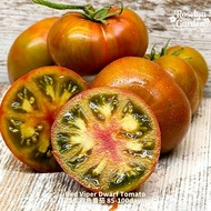 Biji Benih Red Viper Dwarf Tomato Seeds 蝮蛇双色矮生番茄种子 | Bicolor Red & Green Dwarf Tomato | Sweet Mini T