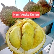 Ready Stock Durian Montong Utuh Bulat Fresh Premium Promo