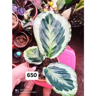 CALATHEA SHINESTAR/MARION