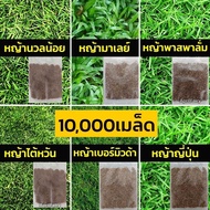 เมล็ดพันธุ์ เมล็ดหญ้า 1000+ เมล็ด หญ้าเบอร์มิวด้า หญ้าญี่ปุ่น หญ้านวลน้อย หญ้ามาเลเซีย หญ้าไต้หวัน หญ้าพาสพาลั่ม