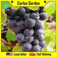 Anak Pokok Anggur Summer Black Grape Import Dari Thailand