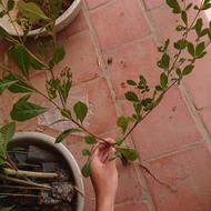 Combo 5 cây Bàng Đài Loan