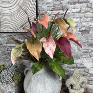 【Worth-Buy】 Sunmade Vintage Anthurium Branch Real Touch Artificial Flowers Home Garden Decoration Table Decoration For Wedding Fall Decor