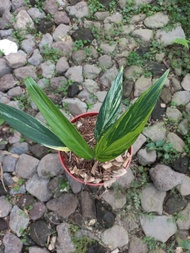 tanaman hias epipremnum amplissimum variegated - amplissimum variegata - 4-6 daun